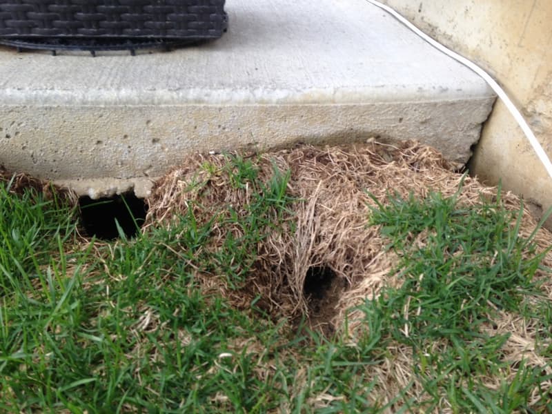 Groundhog holes and burrows under house step