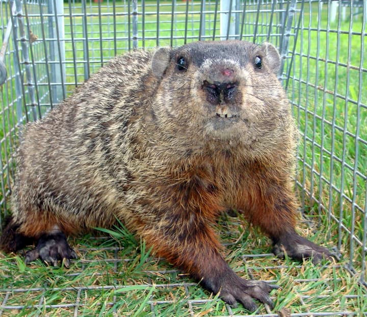 Trapped groundhog in a cage